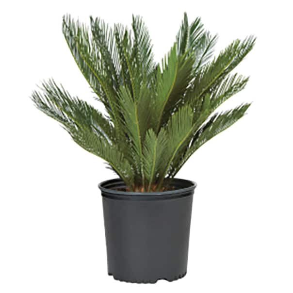 Image for Palm Plants