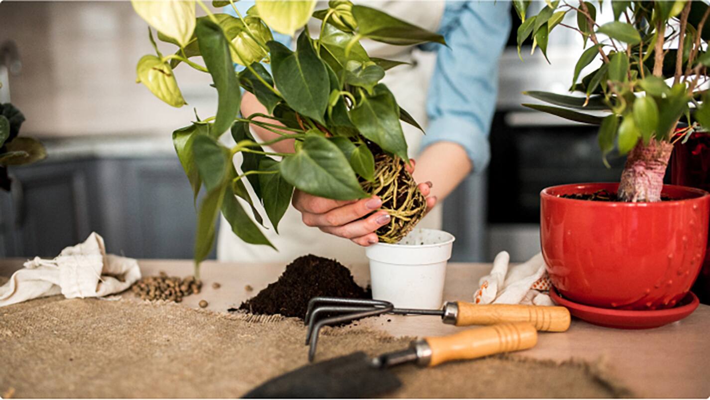 Indoor Plants That are Easy to Maintain - The Home Depot
