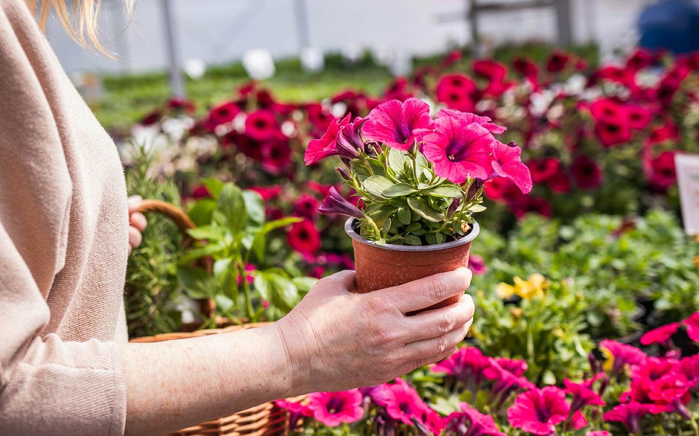 Gardener holds a pink flower in the Garden Center