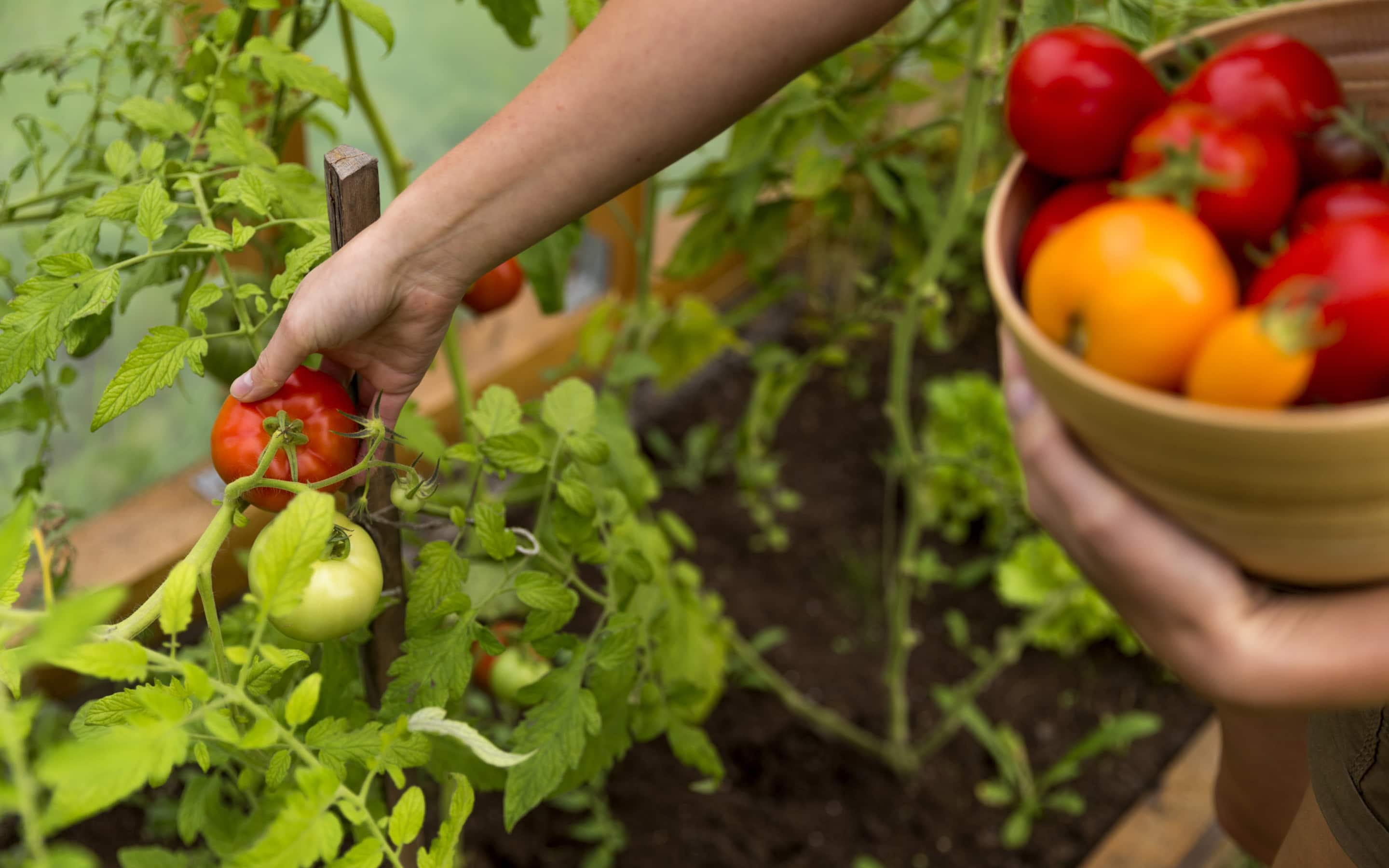 Gardener picking tomatoes in the garden