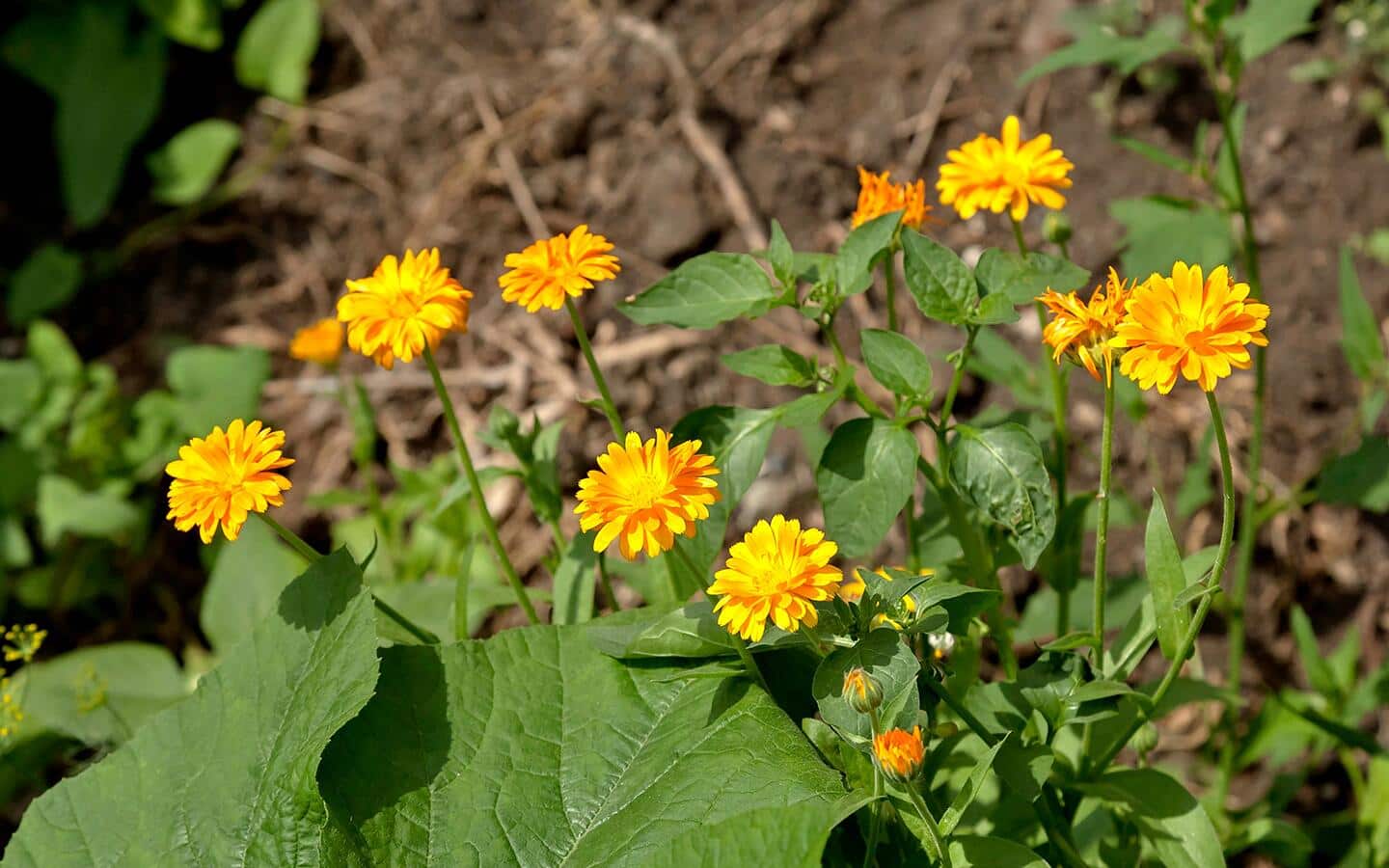 Marigolds growing in a garden. Marigolds growing in a garden.