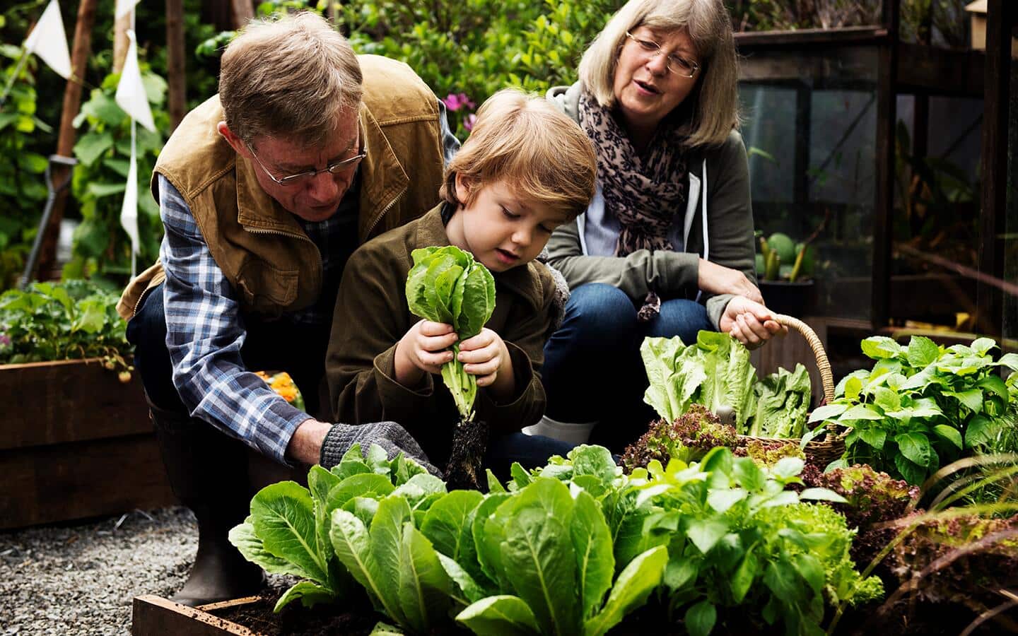 Two adults and a child harvesting cabbage greens in a garden.