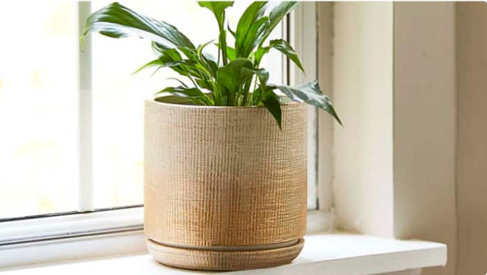 Image for  Indoor Planters
