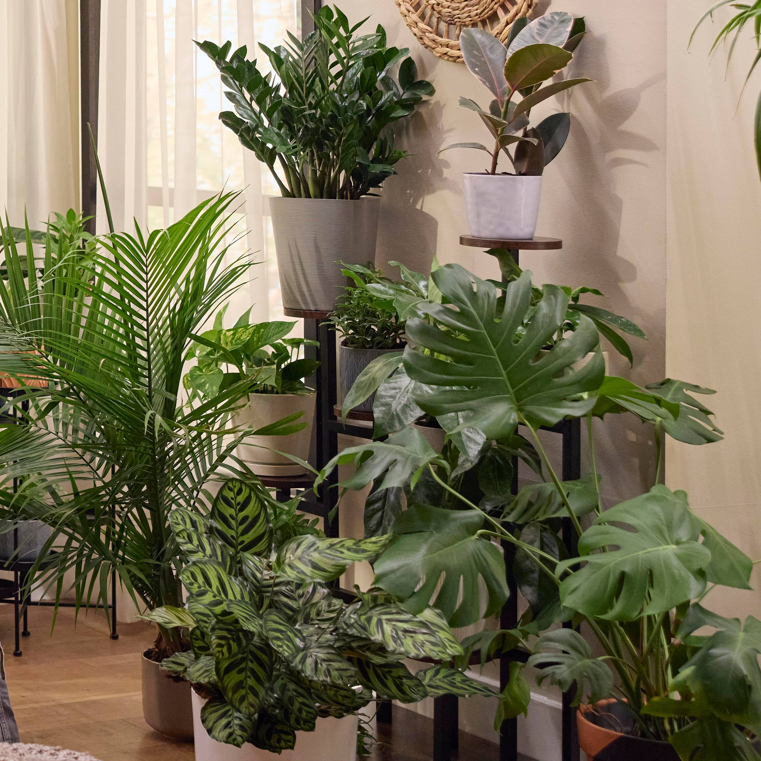 Image for Shop Year Round Indoor Plants