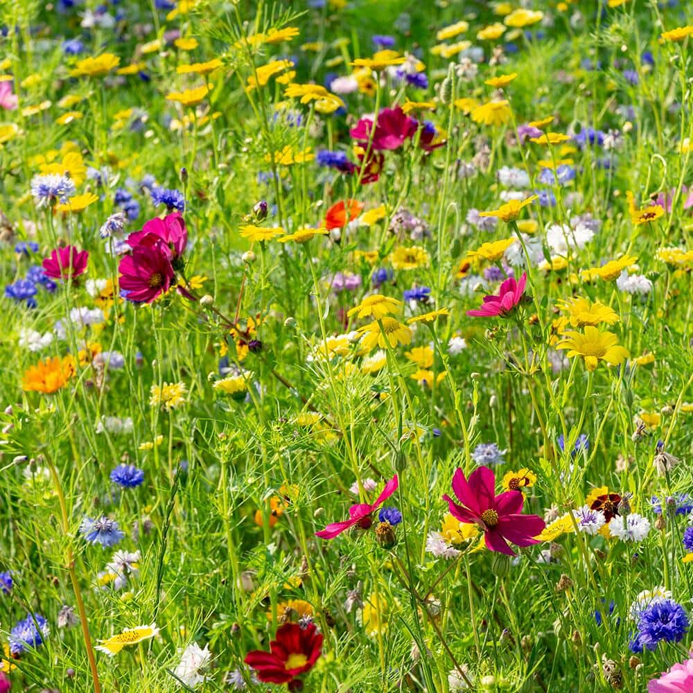 Flowers blooming in a wildflower garden meadow in summer