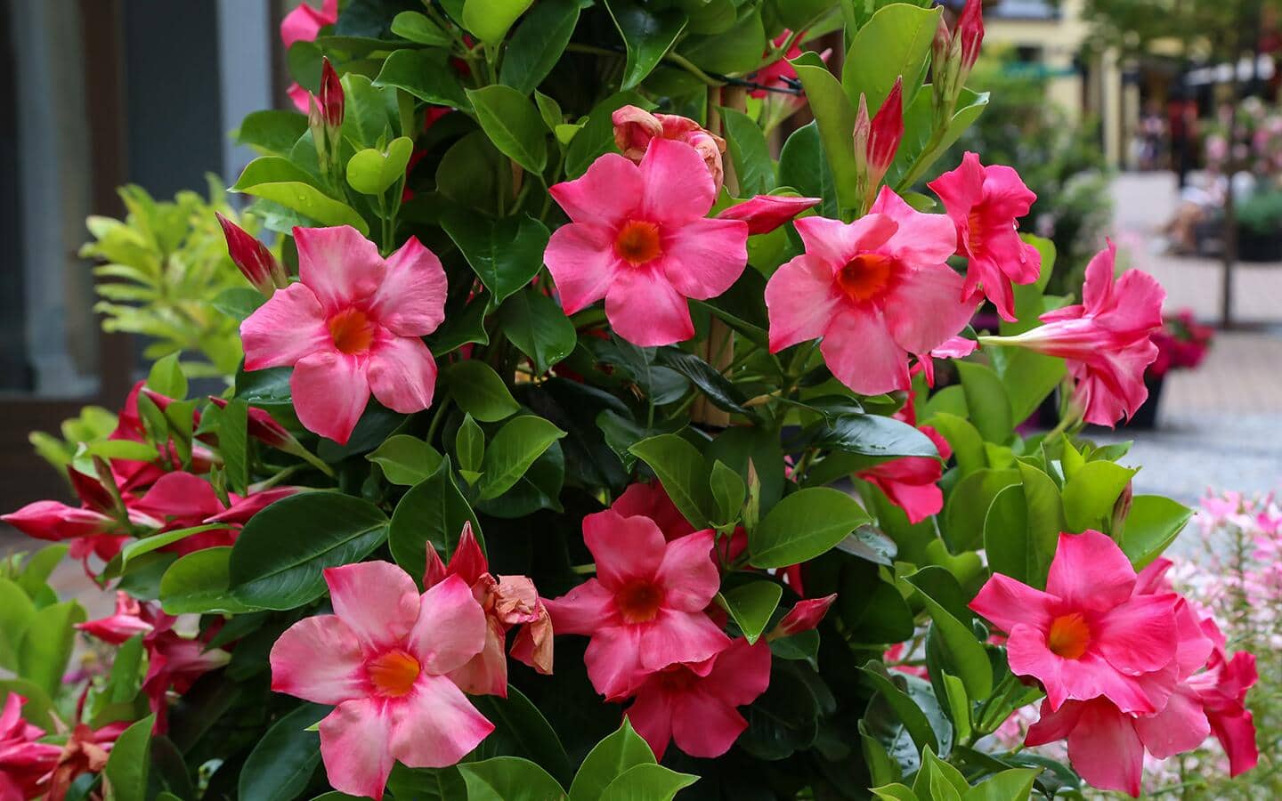Pink dipladenia flowering plant in a container Pink dipladenia flowering plant in a container