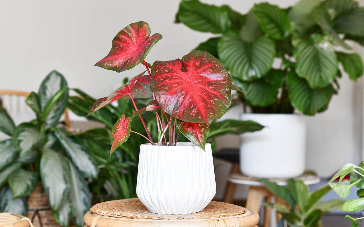 Red caladium plant in a white planter on a stool Red caladium plant in a white planter on a stool