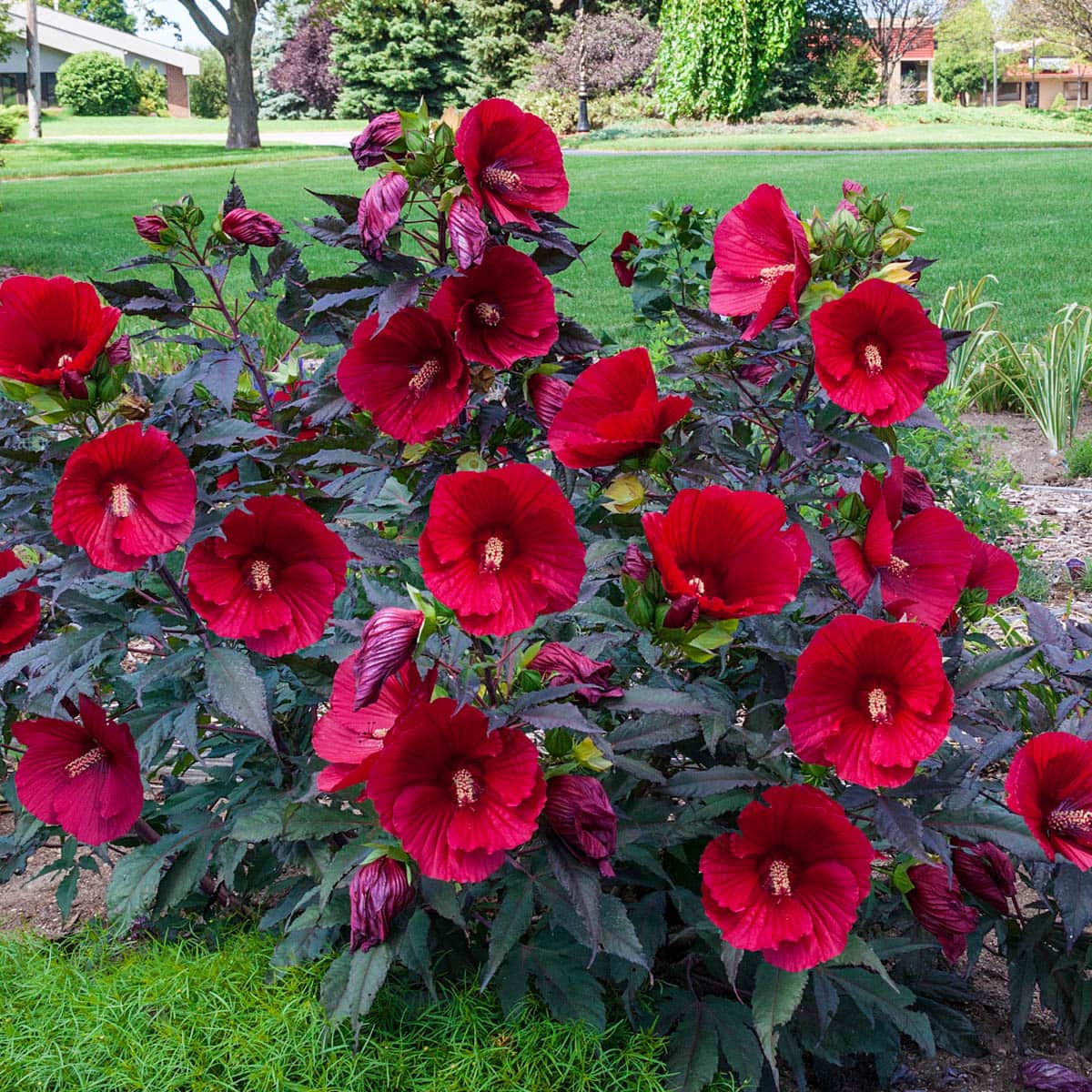 Image for Shop Hibiscus Plants