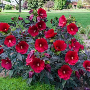 Image for Shop Hibiscus Plants