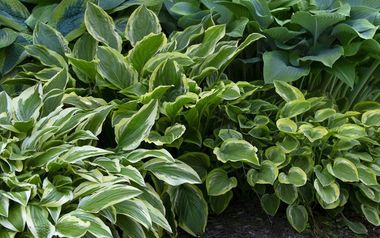 Variegated hosta in the garden