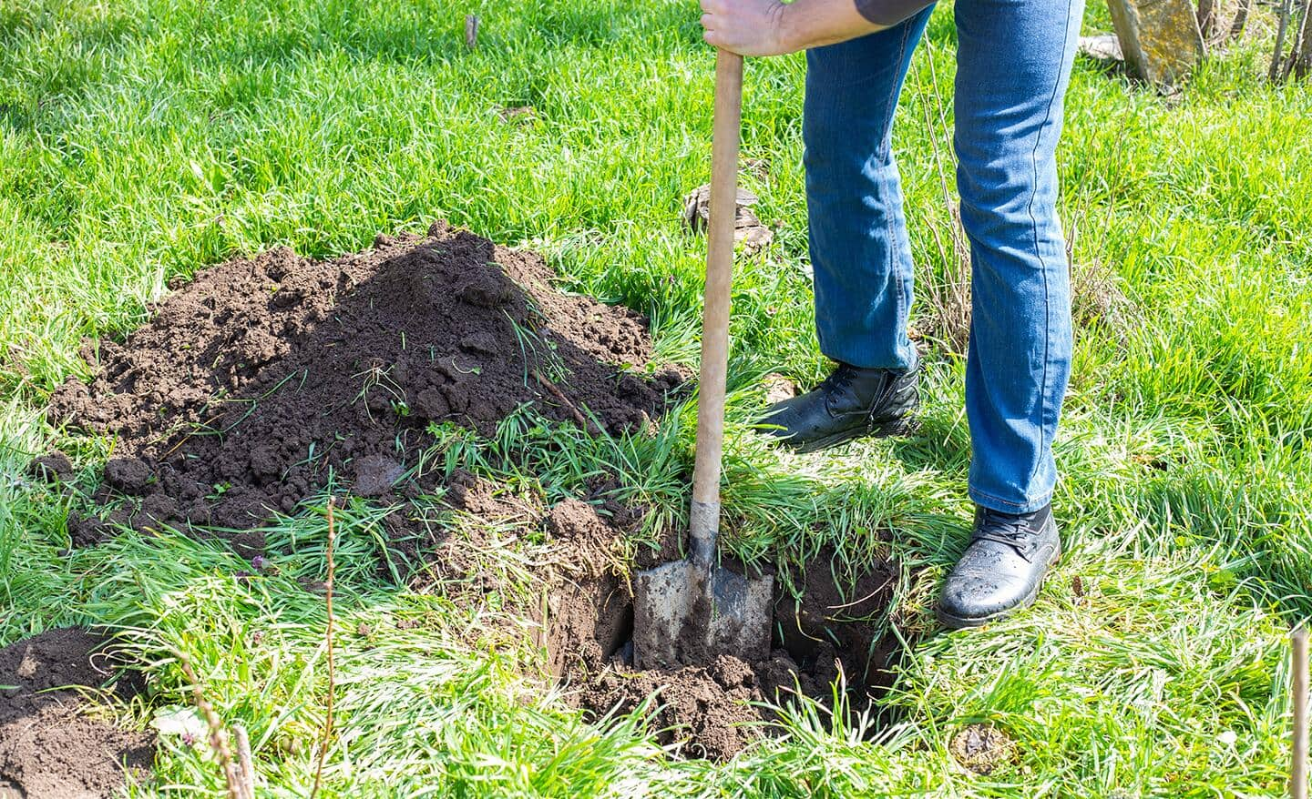 How to Plant and Care for Fruit Trees - The Home Depot