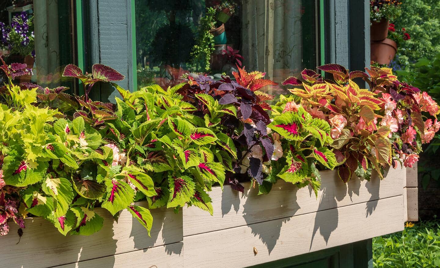 A window box planter filled with colorful varieties of coleus A window box planter filled with colorful varieties of coleus