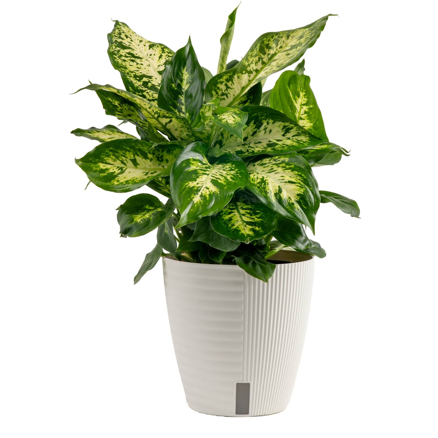 Dieffenbachia Plants