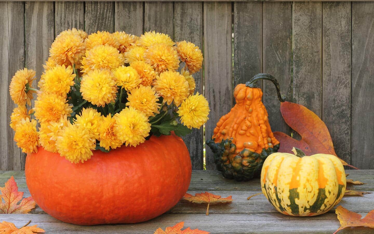 Flowers arranged in a pumpkin-turned-planter.