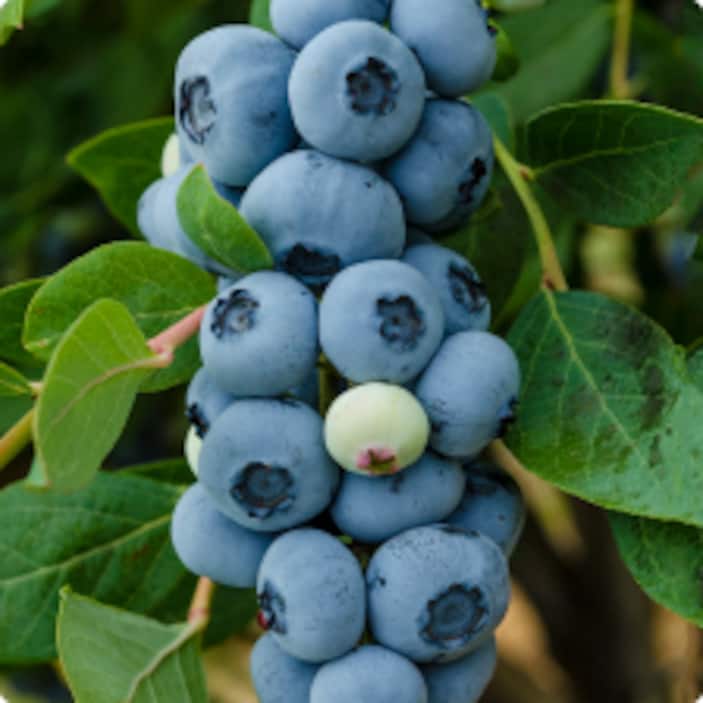 Blueberry Plants
