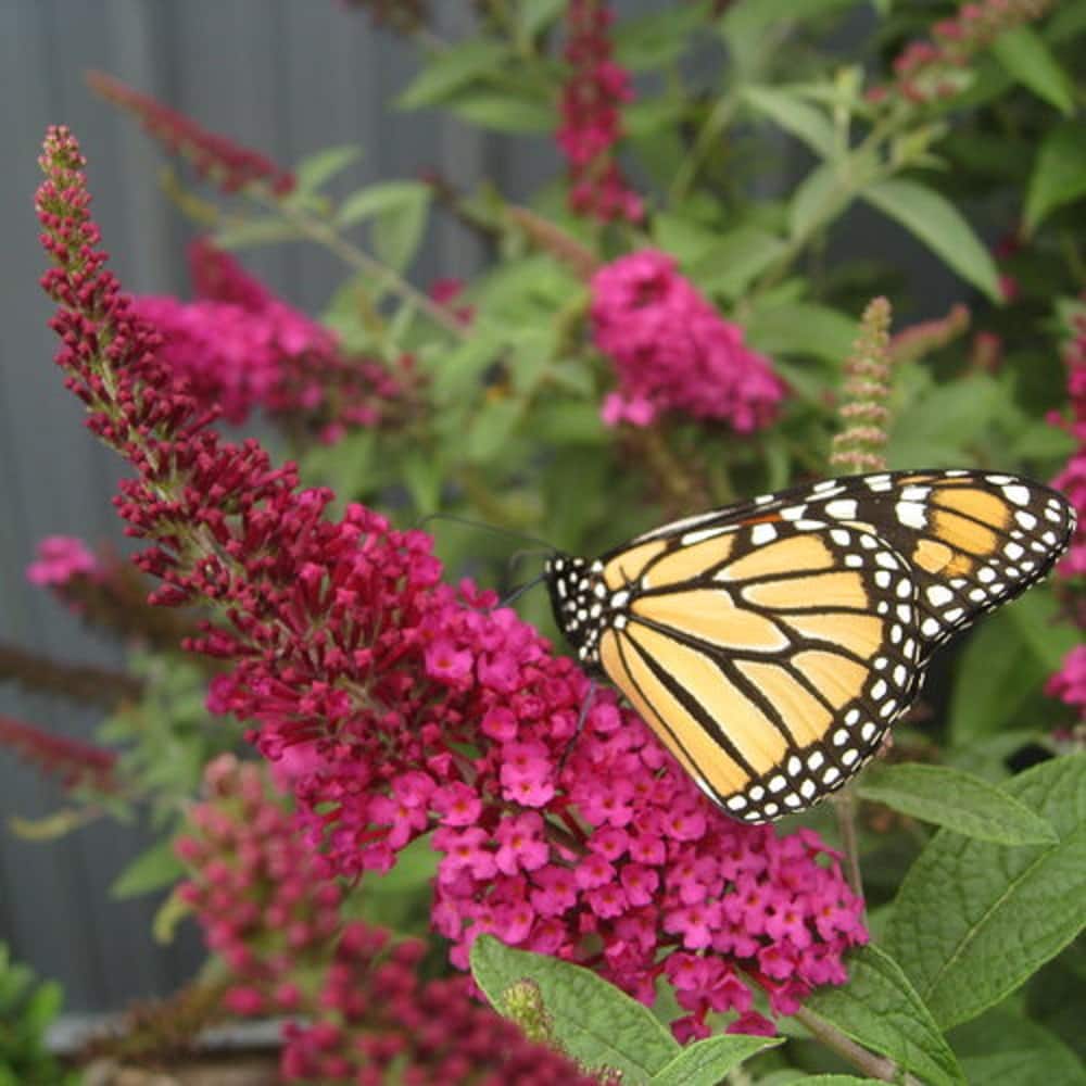 Image for Shop Butterfly Bushes