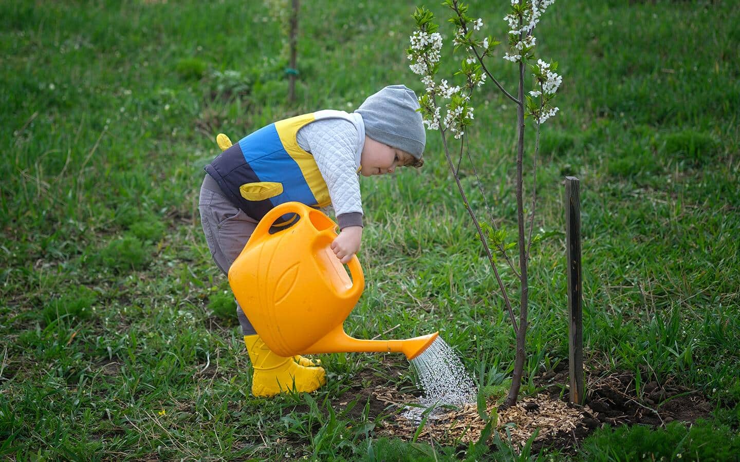 A child using a big water can to water a new tree.
