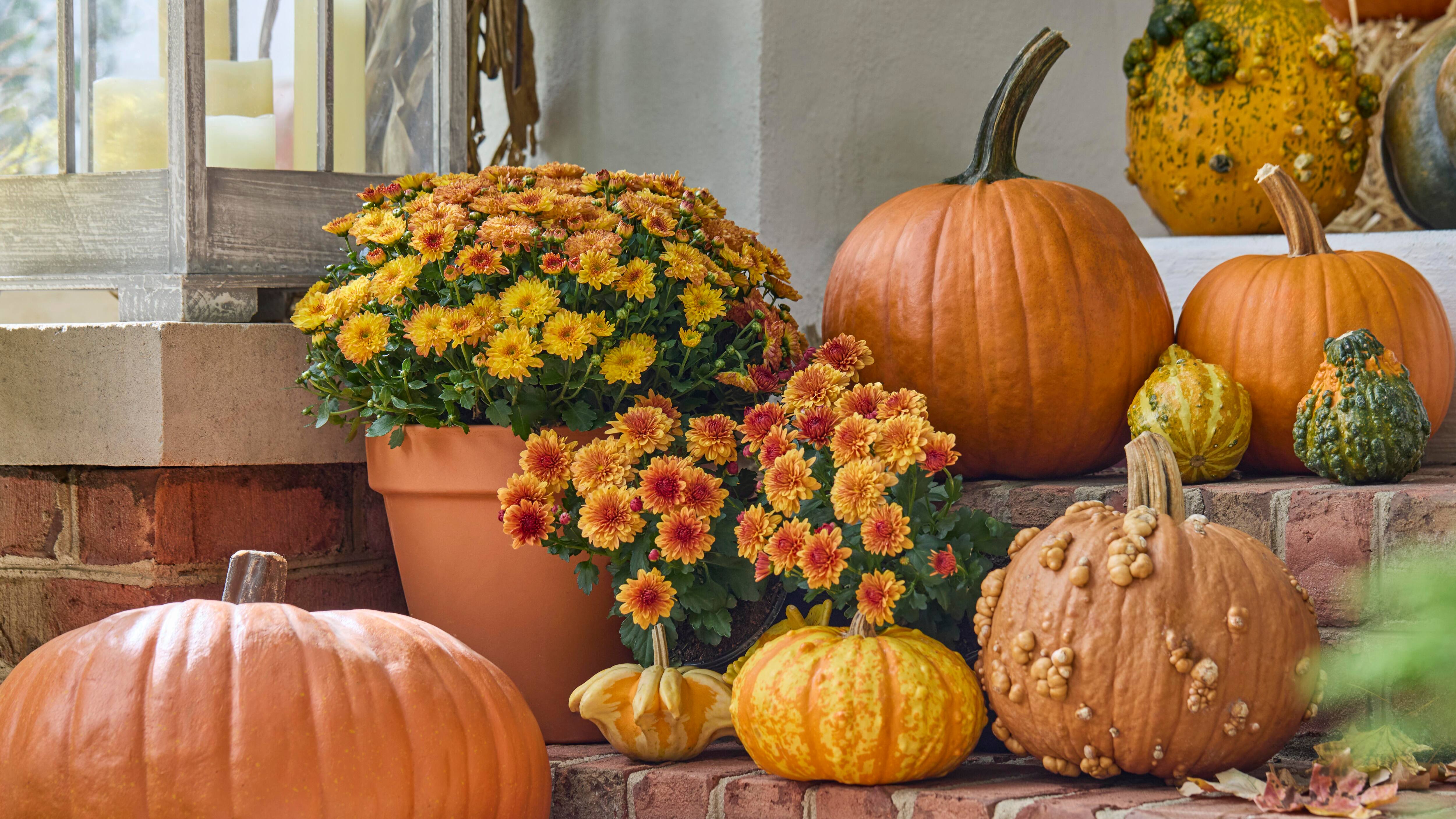 Fall Decorations