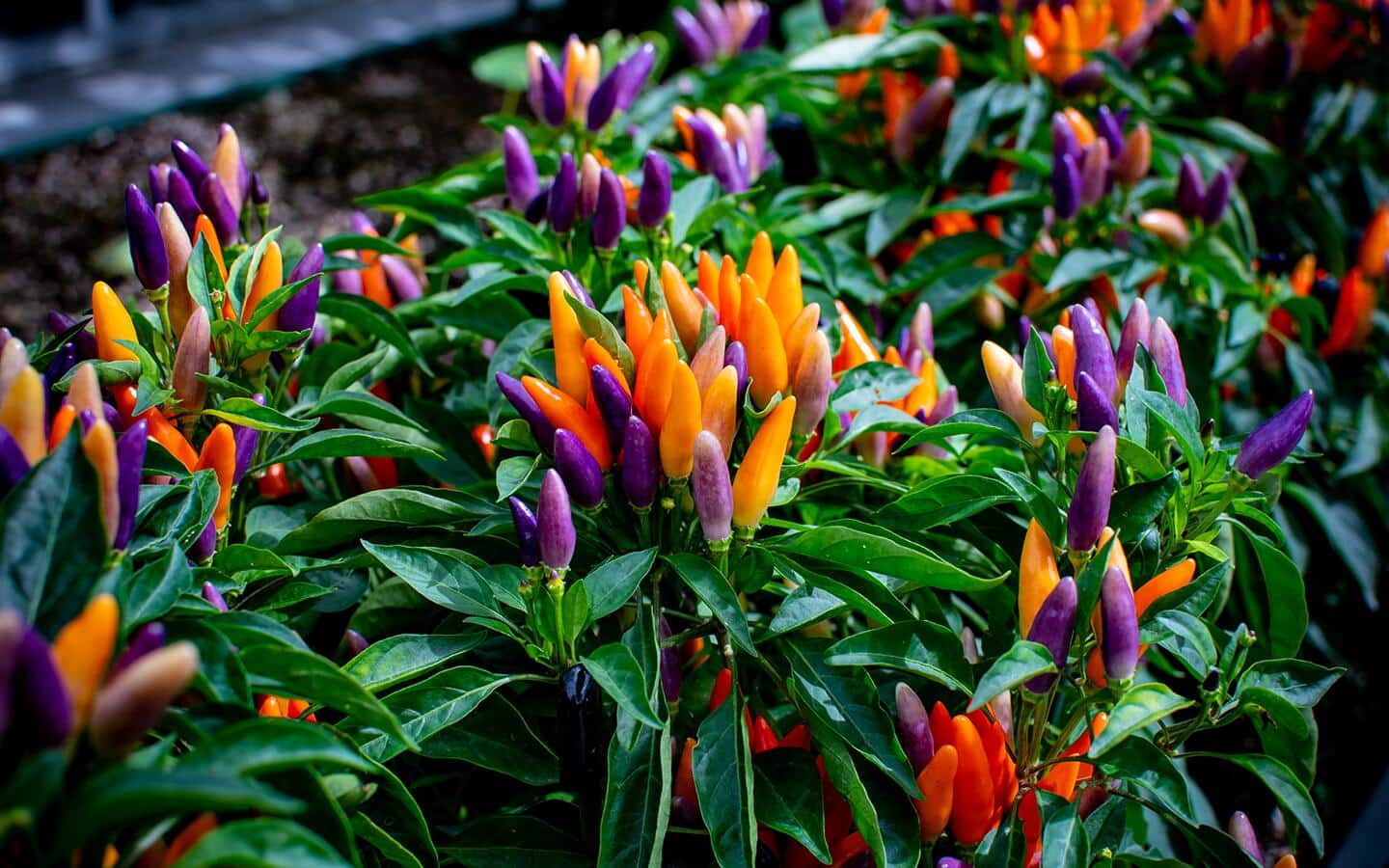 Orange and purple ornamental peppers in a garden center