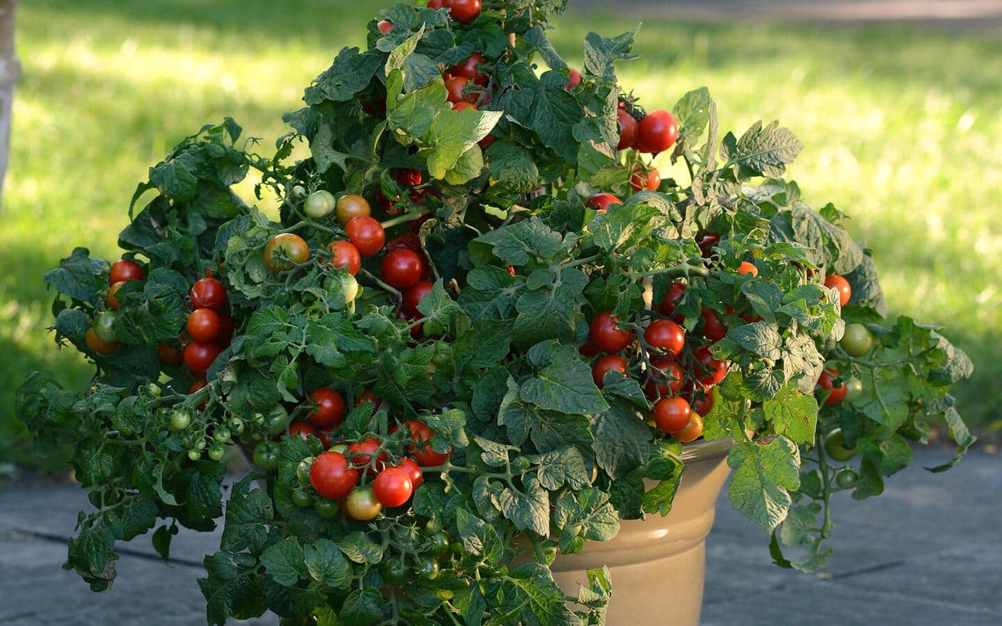 A planter pot filled with a tomato plant with ripe fruit A planter pot filled with a tomato plant with ripe fruit