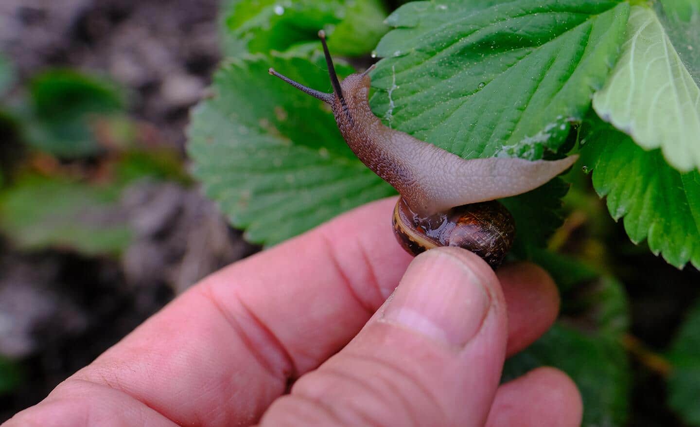 Gardener's hand touches a snail in a garden Gardener's hand touches a snail in a garden