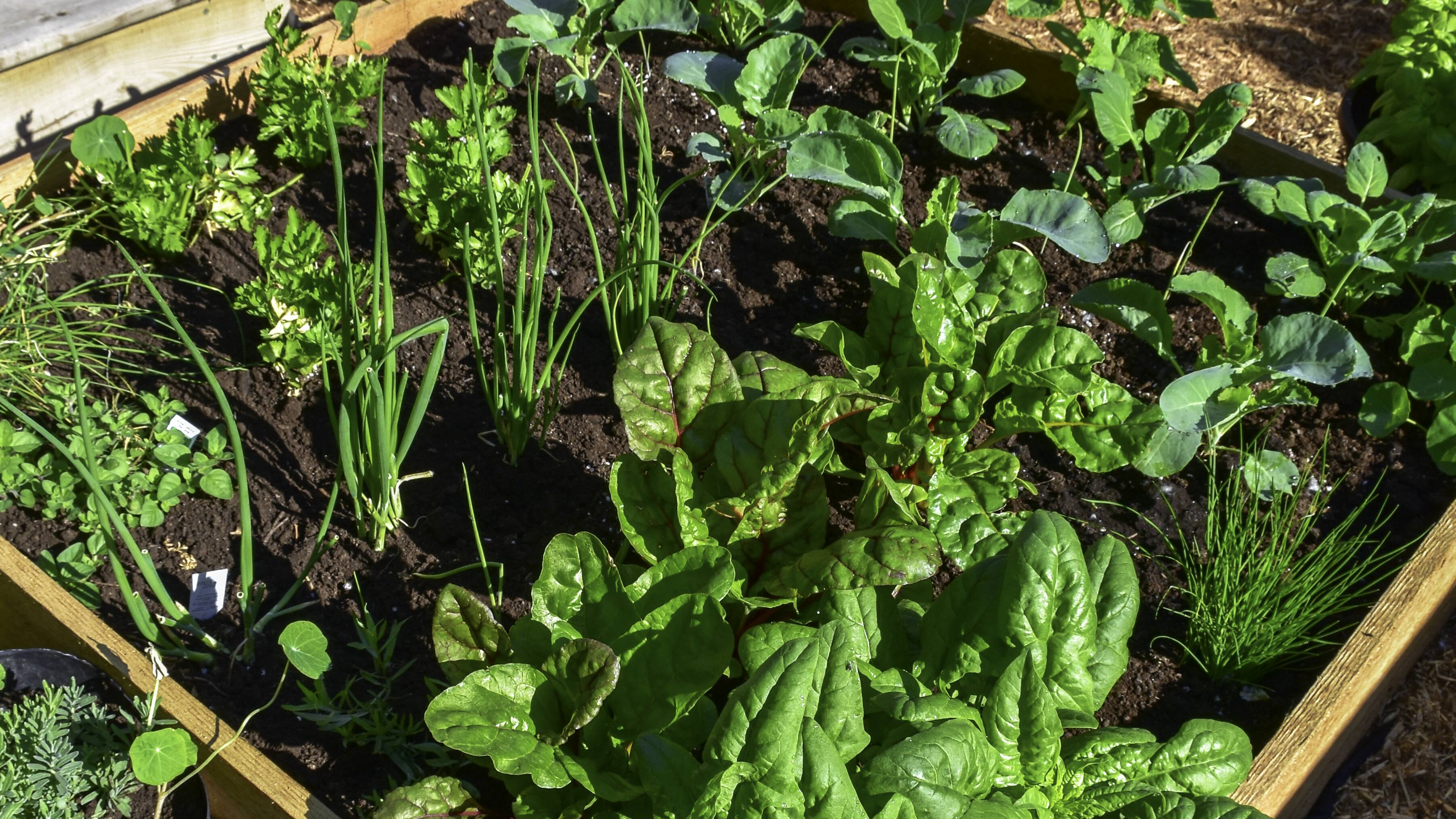 Square Foot Gardening