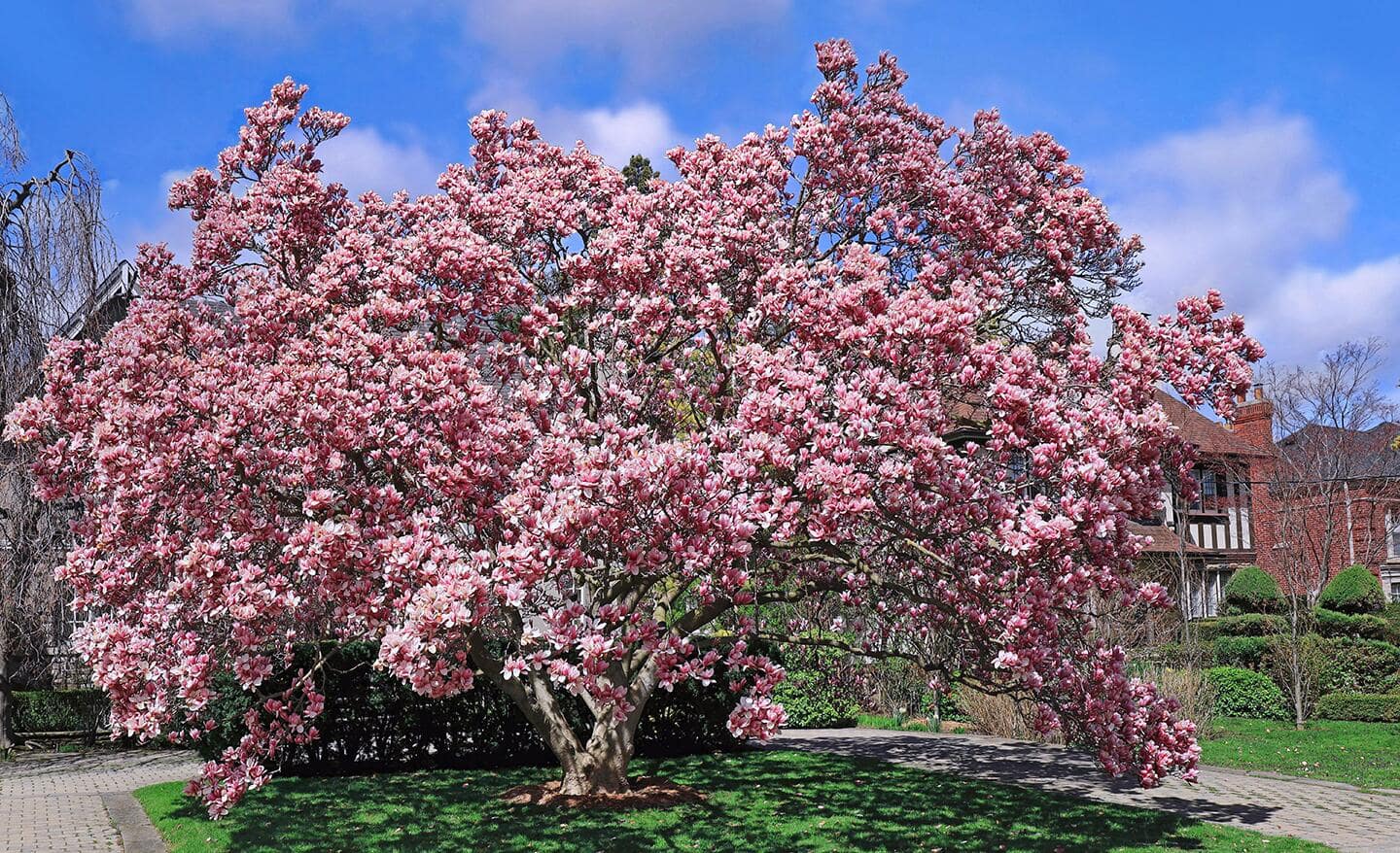 A pink saucer magnolia tree in a garden