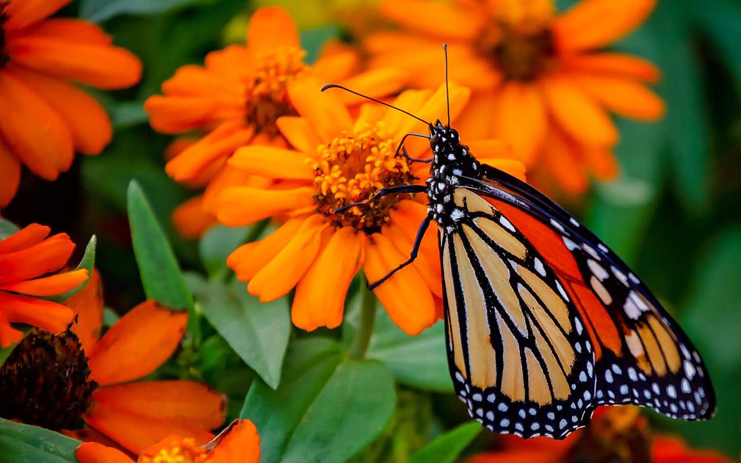 Monarch butterfly nectaring on an orange flower in a garden Monarch butterfly nectaring on an orange flower in a garden