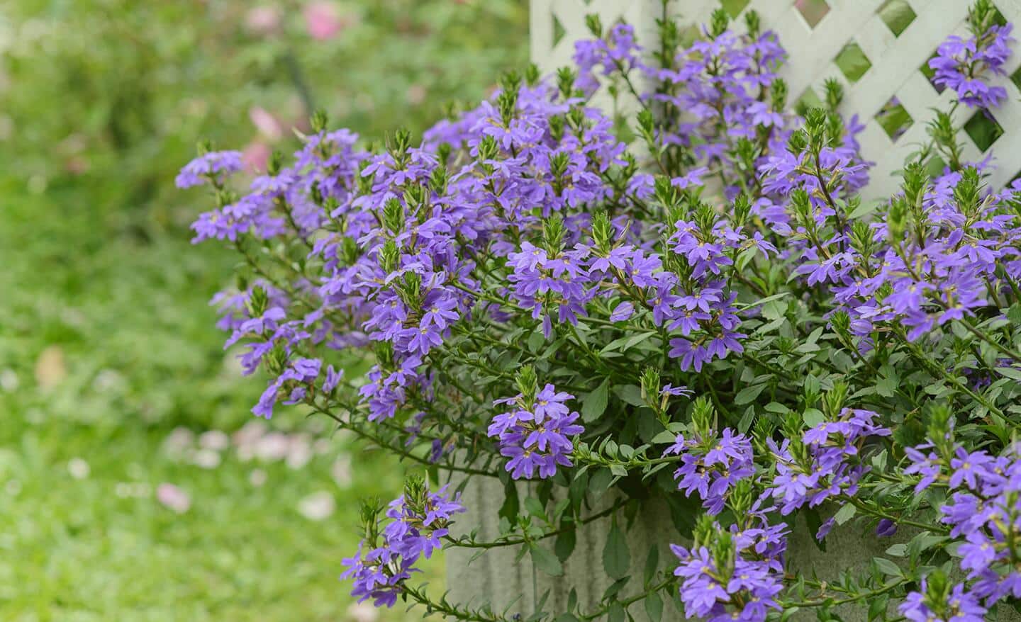 Purple flower by a garden fence Purple flower by a garden fence