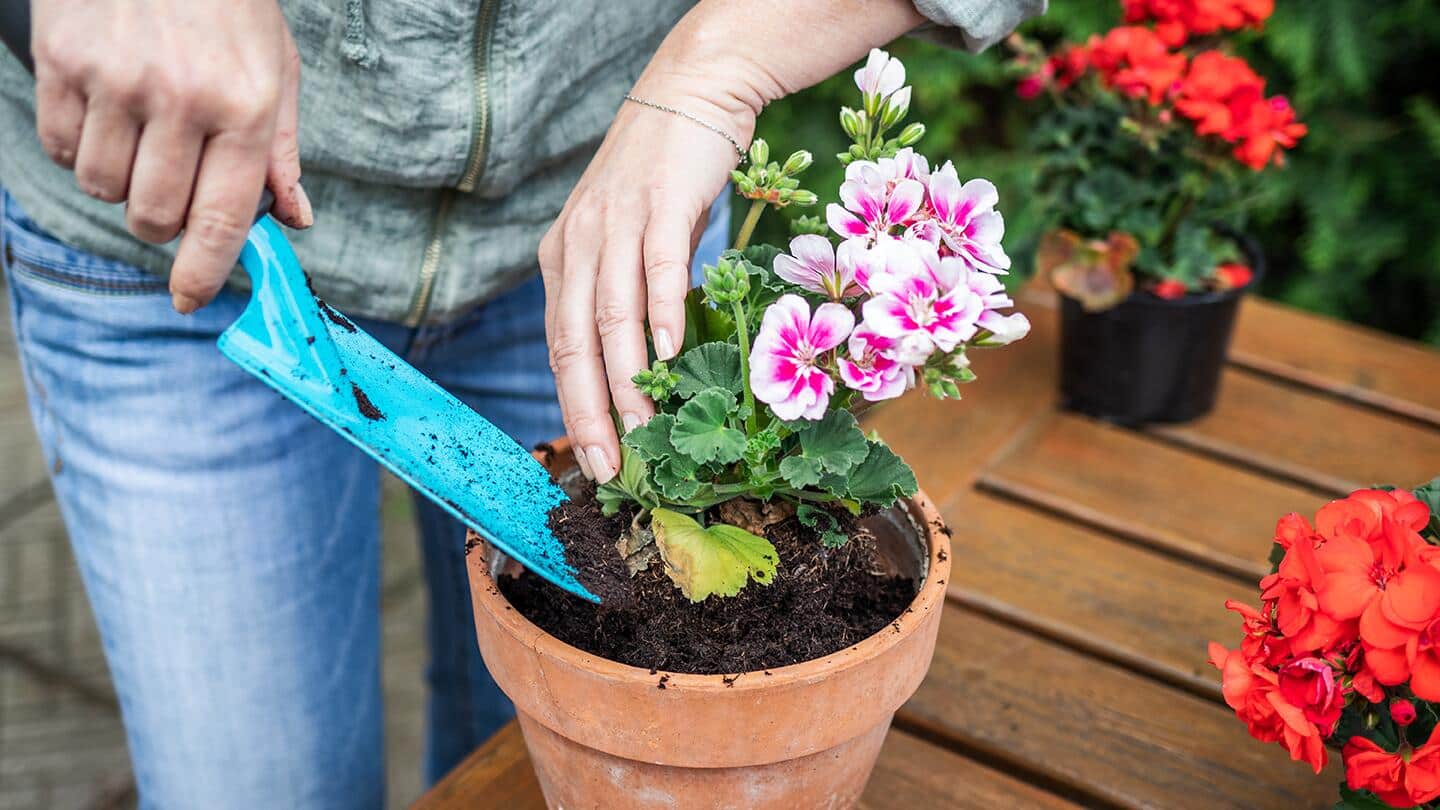 Gardener plants geranium in a terra cotta pot Gardener plants geranium in a terra cotta pot