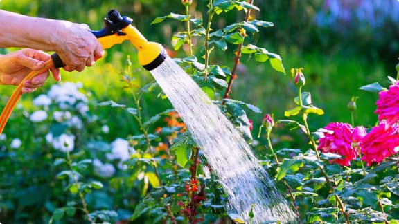 How to Care for Roses
