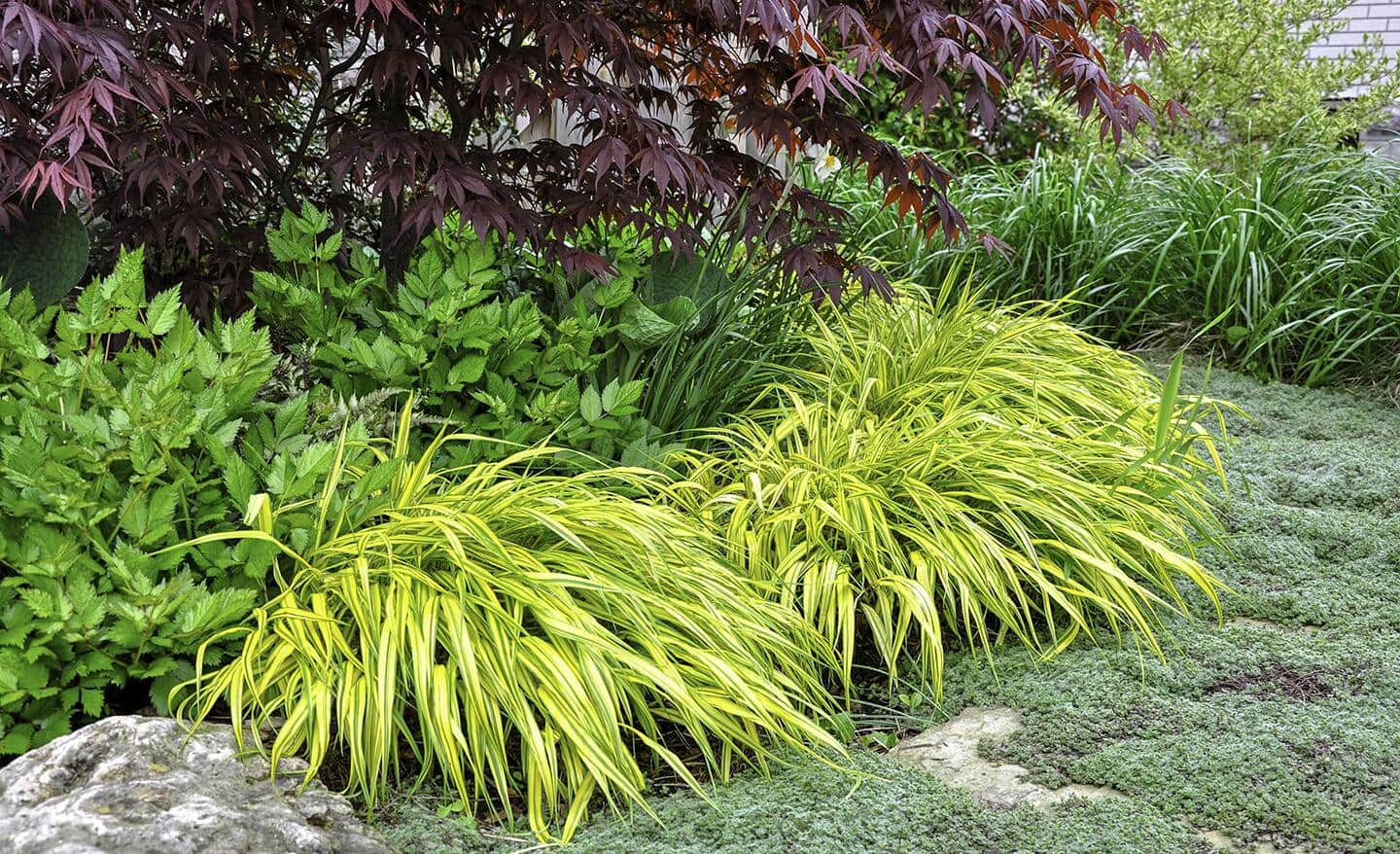 Ornamental grasses in a border Ornamental grasses in a border
