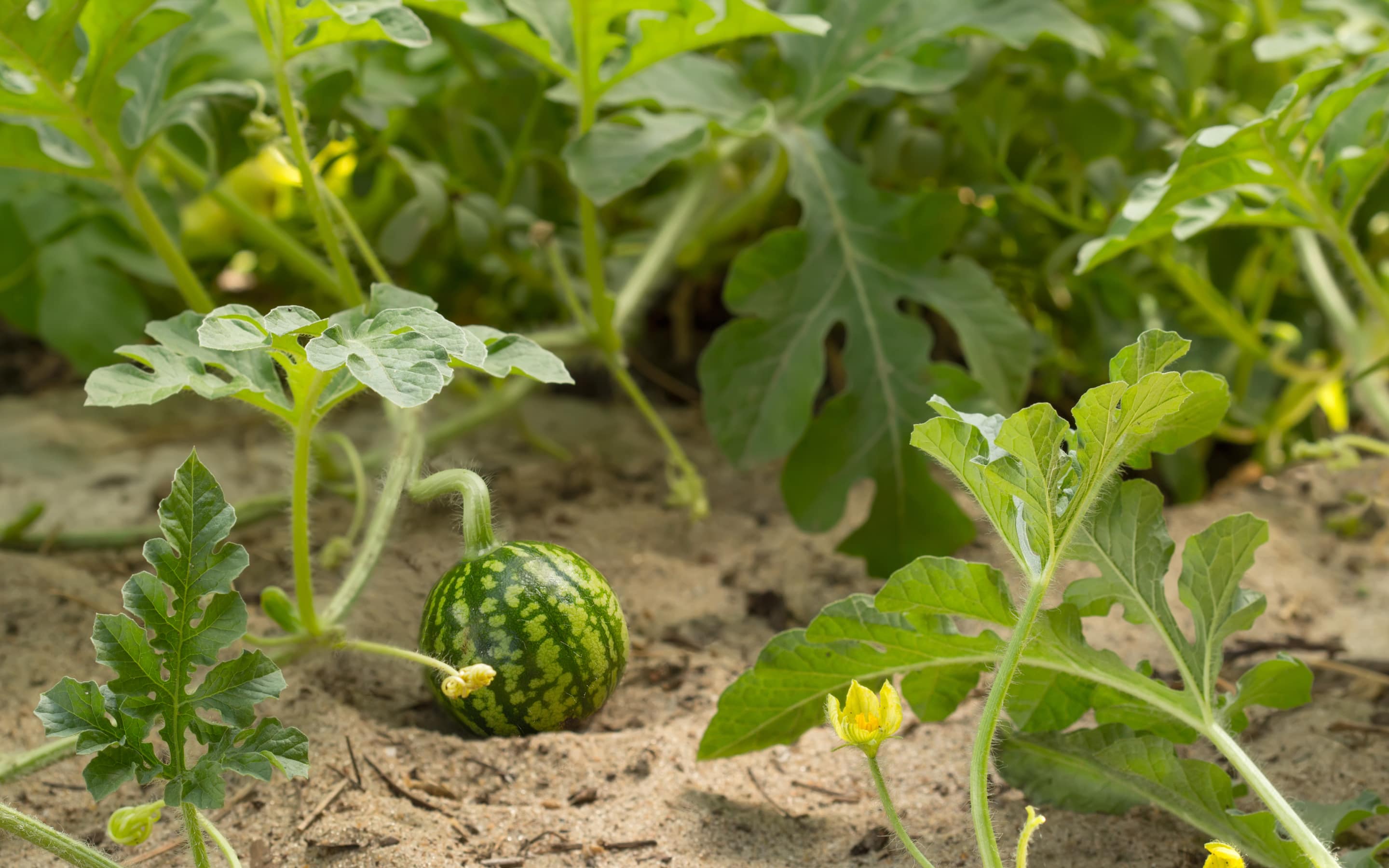 Watermelon growing on a vine in a garden