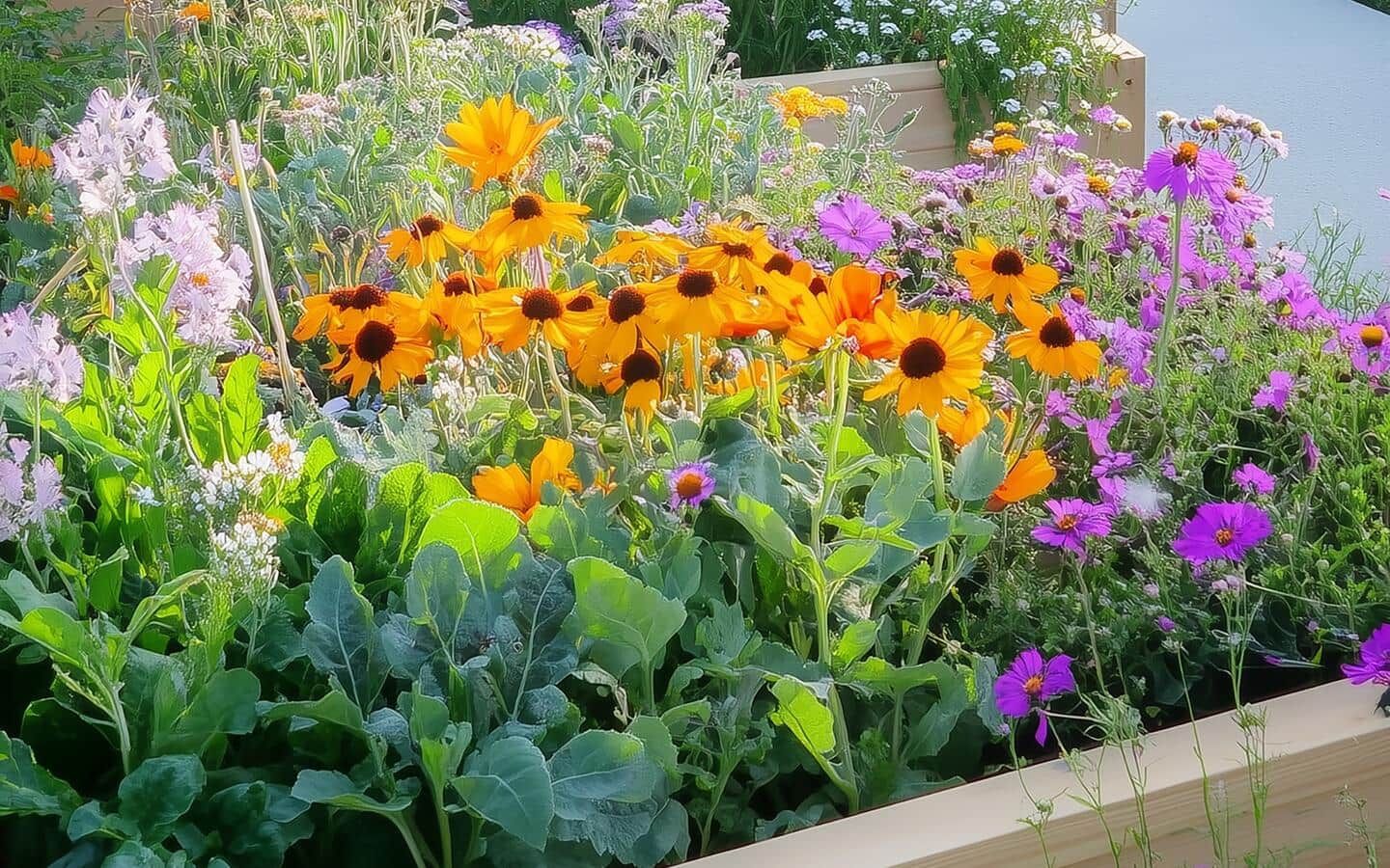 Wildflowers and vegetables growing together in a raised garden bed.