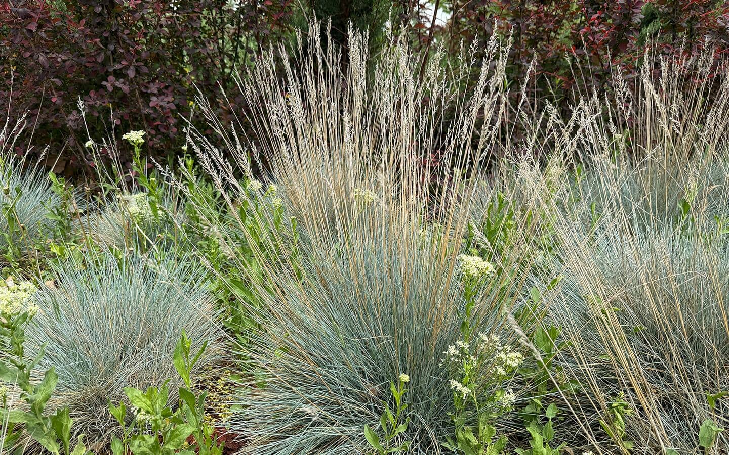 Clumps of blue oat grass in a garden bed Clumps of blue oat grass in a garden bed