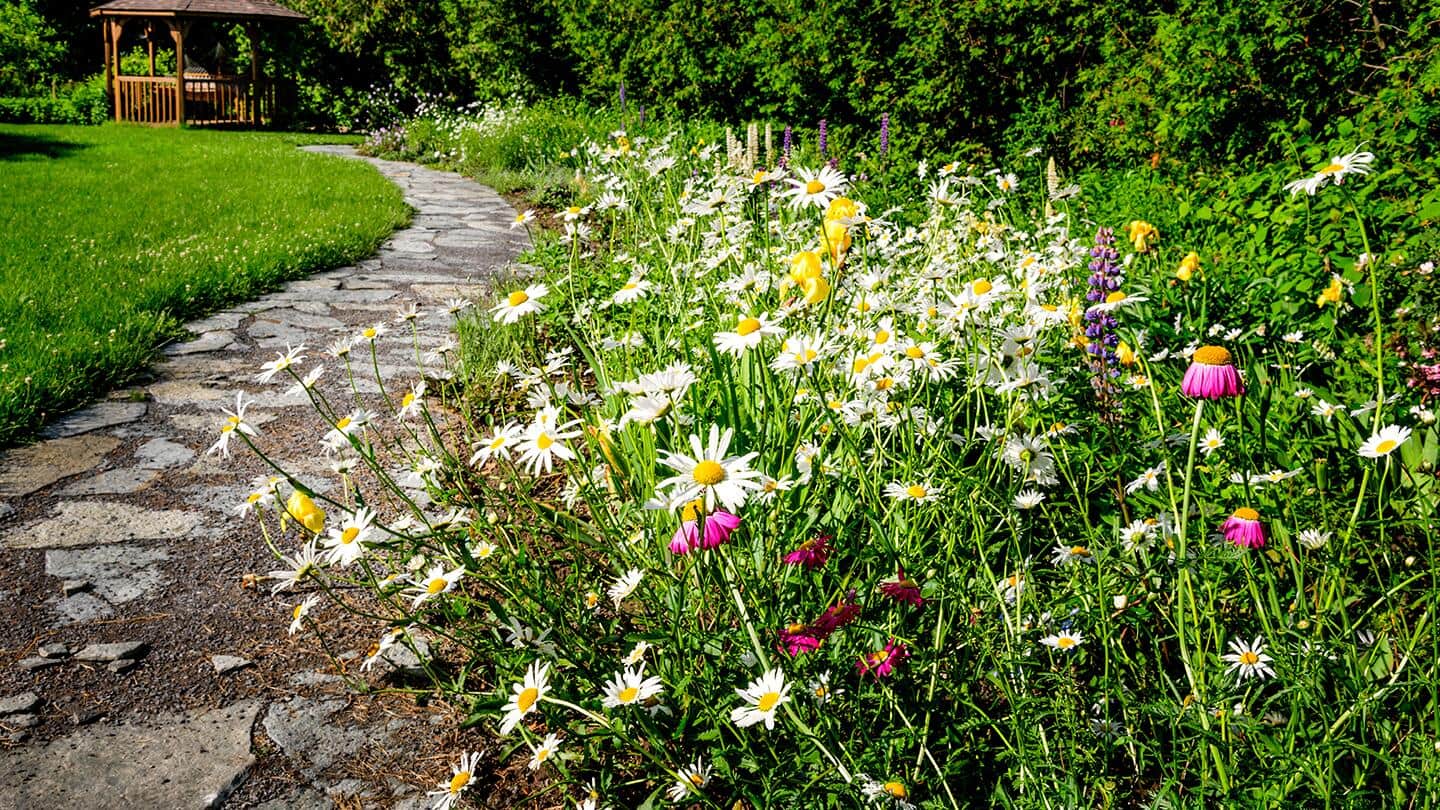 Wildflowers planted along a stone garden path.