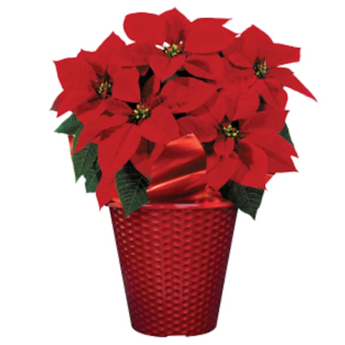 Poinsettias
