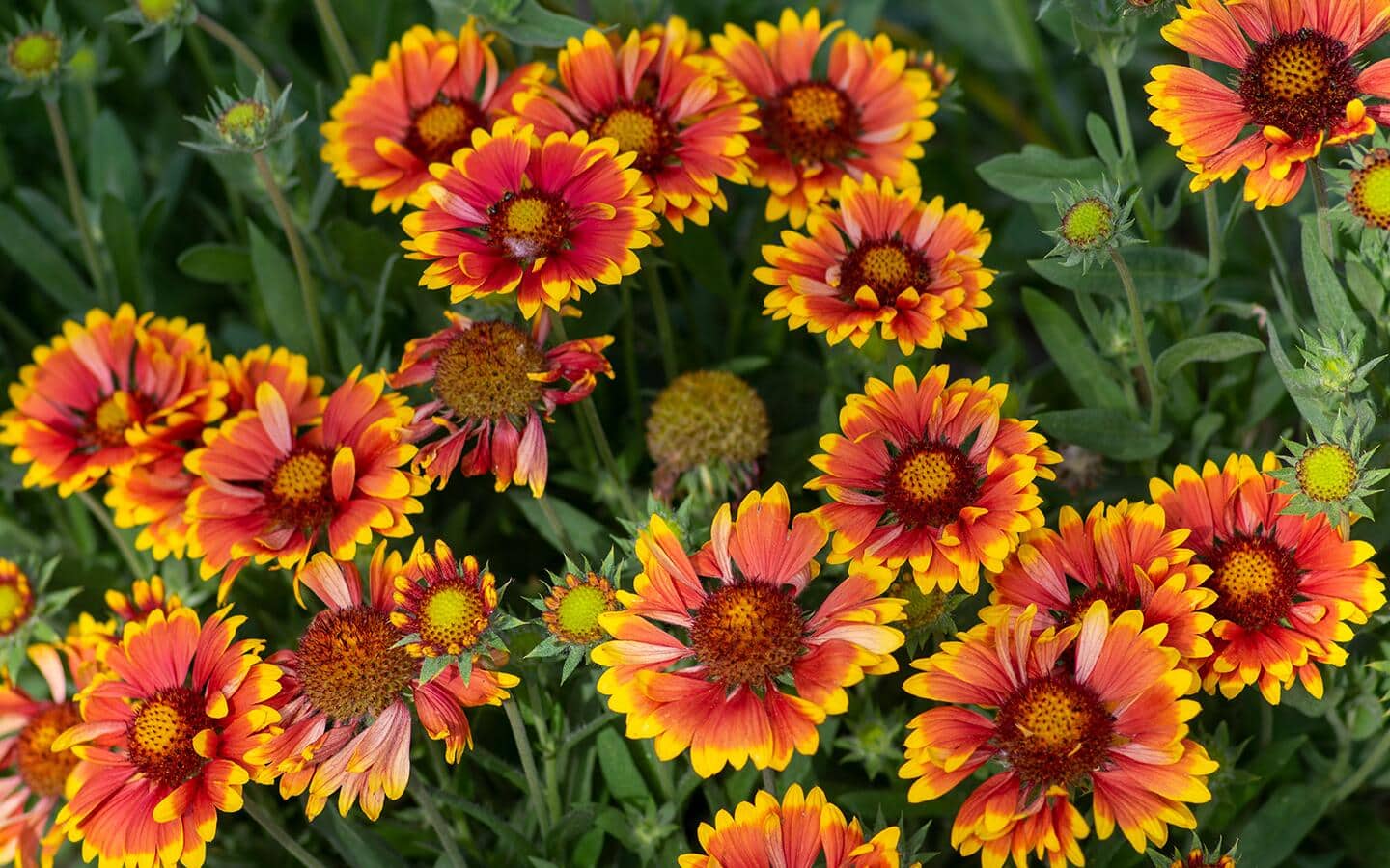 Gaillardia, blanket flower, in the garden