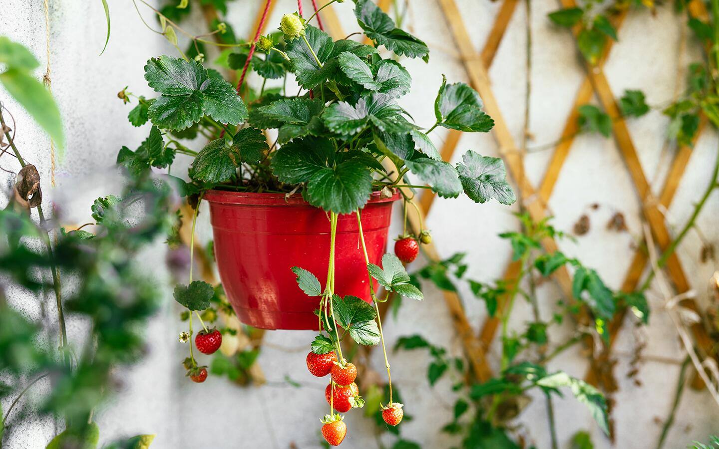 Strawberries growing in a hanging basket Strawberries growing in a hanging basket