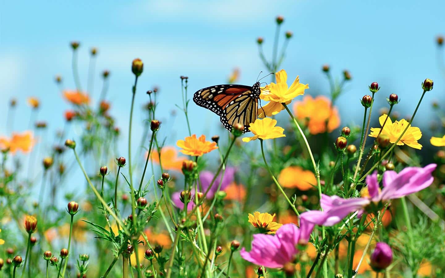 A butterfly landing on a wildflower in a meadow.