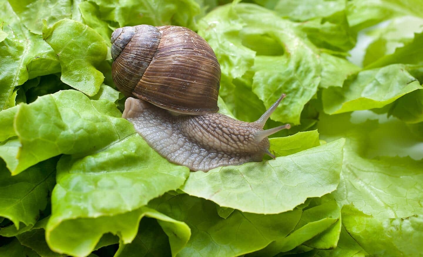 A snail on lettuce A snail on lettuce