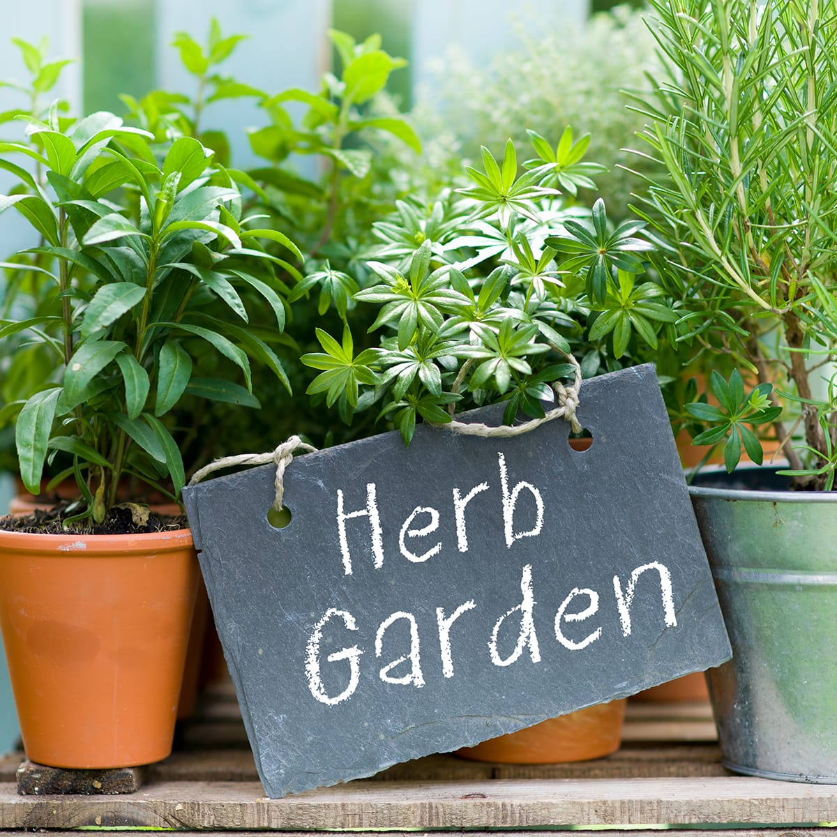 Image for Shop Herb Plants