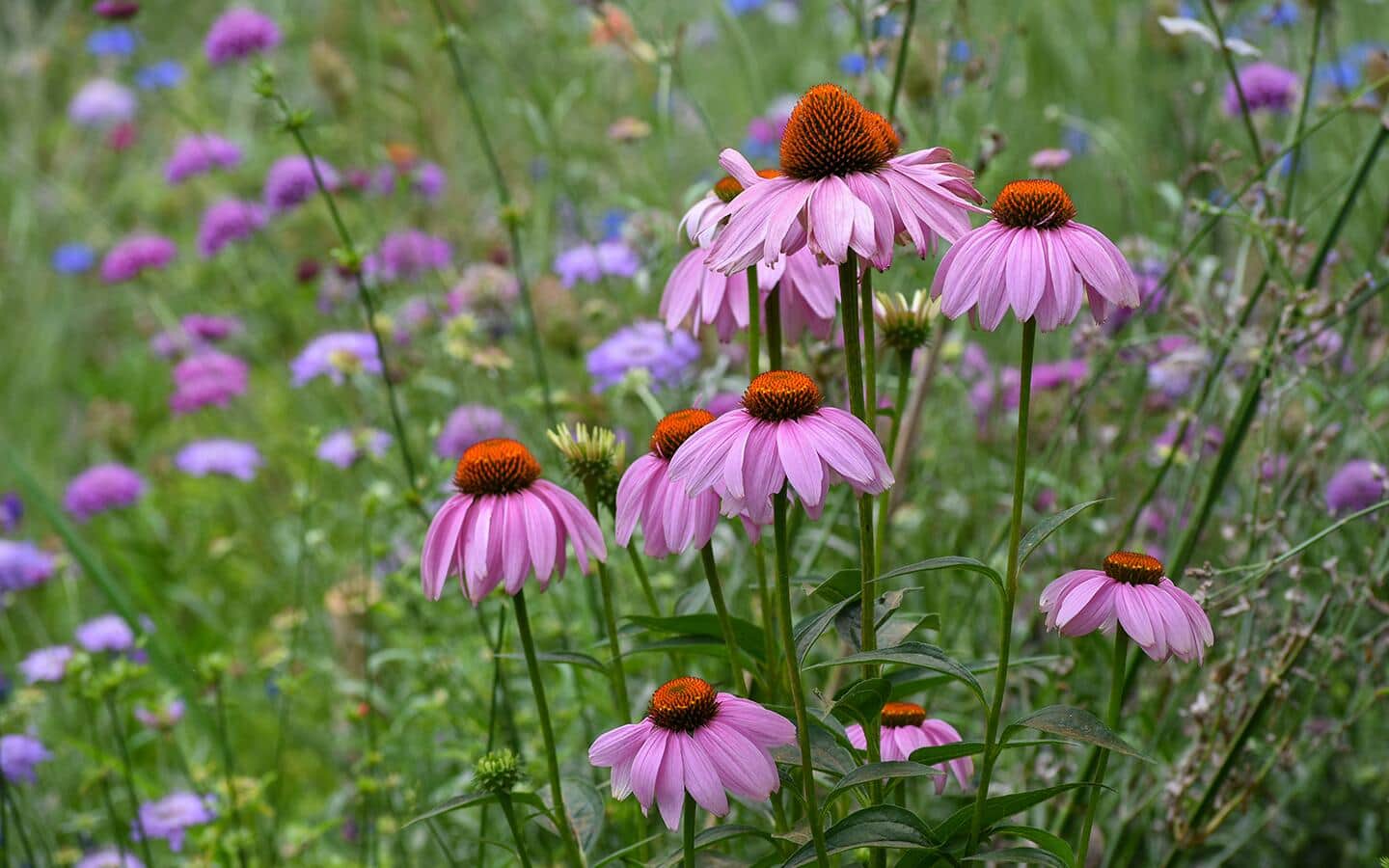 Coneflowers growing in a wildflower garden.