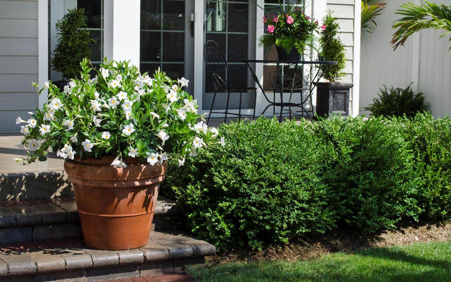 White dipladenia in a large terracotta container on a front porch step.