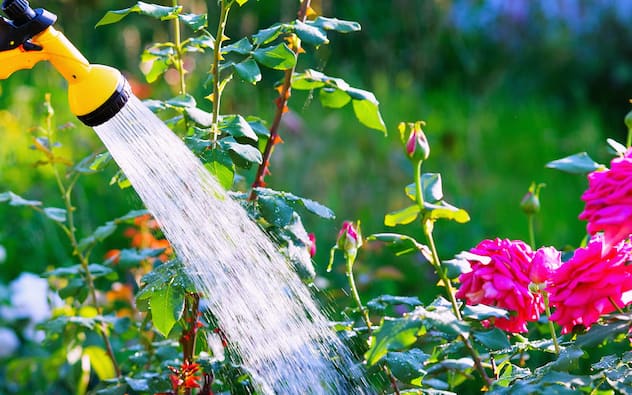 How to Water Trees & Shrubs