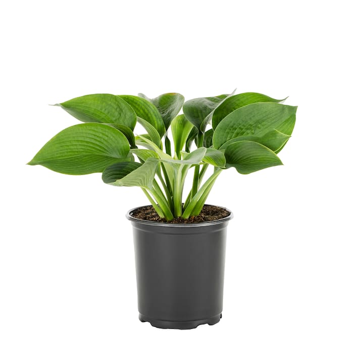 Hostas