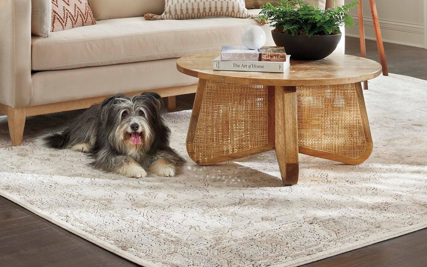 A dog lays on a gray distressed rug next to a glass coffee table and a brown leather sofa.