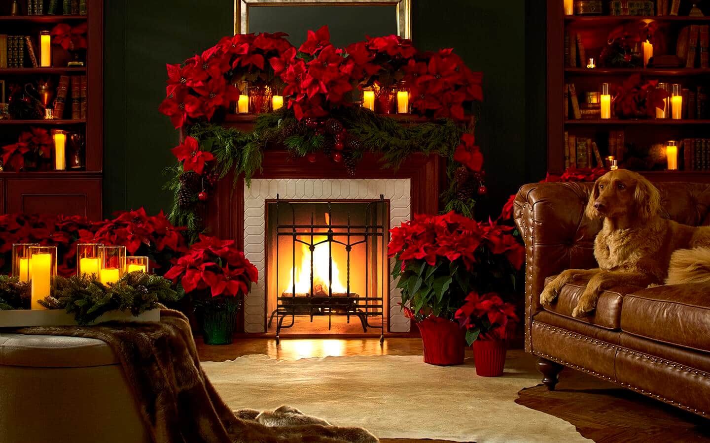 Dog sitting on a sofa in front of a fireplace surrounded by poinsettias Dog sitting on a sofa in front of a fireplace surrounded by poinsettias