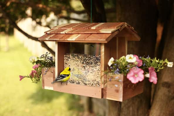 Best Bird Feeders for Your Yard 