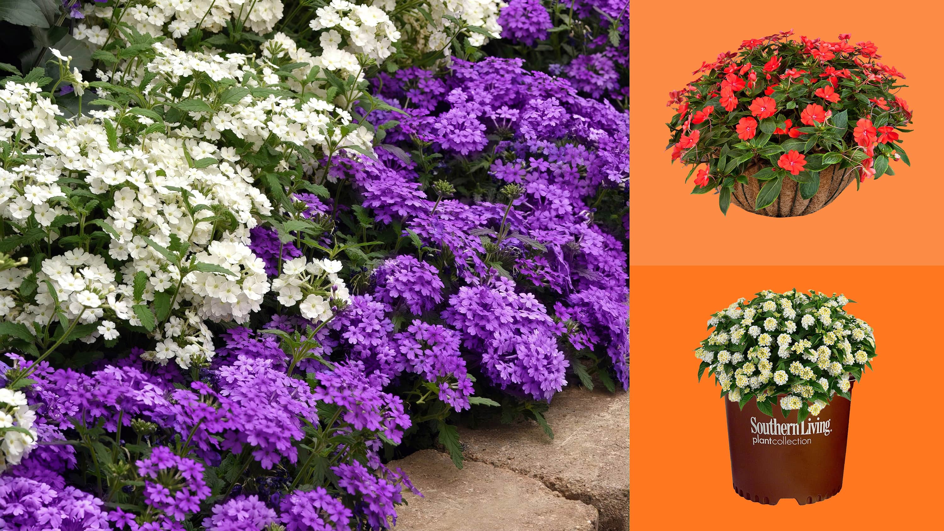 Image for New Arrivals
